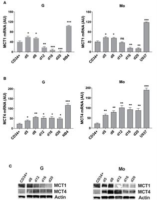 Targeting Lactate Metabolism by Inhibiting MCT1 or MCT4 Impairs Leukemic Cell Proliferation, Induces Two Different Related Death-Pathways and Increases Chemotherapeutic Sensitivity of Acute Myeloid Leukemia Cells